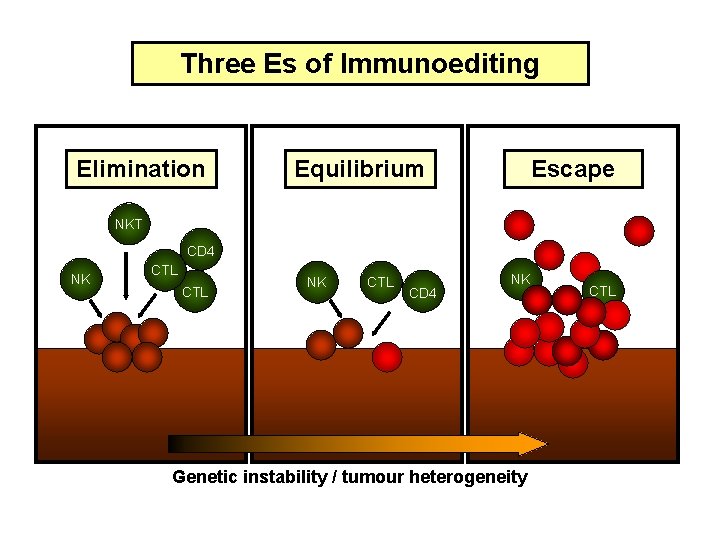 Three Es of Immunoediting Elimination Equilibrium Escape NKT CD 4 NK CTL CD 4