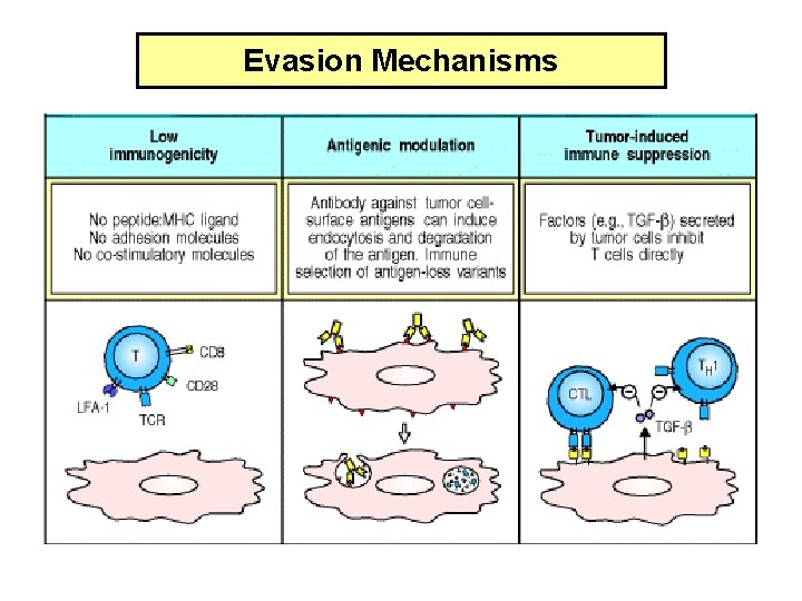 Evasion Mechanisms 