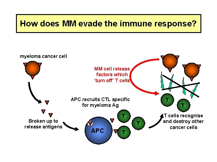 How does MM evade the immune response? myeloma cancer cell MM cell release factors