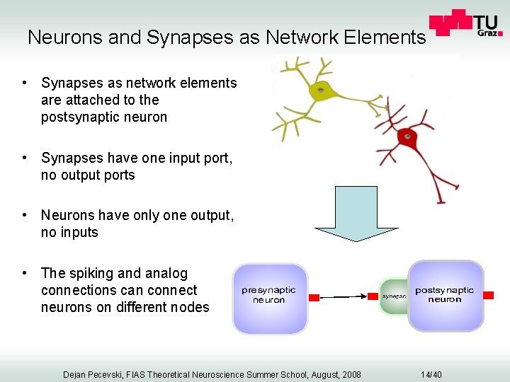 Neurons and Synapses as Network Elements • Synapses as network elements are attached to