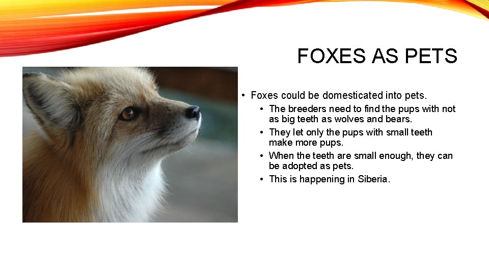FOXES AS PETS • Foxes could be domesticated into pets. • The breeders need