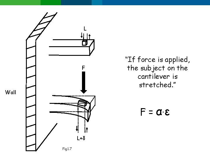 L F Wall “If force is applied, the subject on the cantilever is stretched.