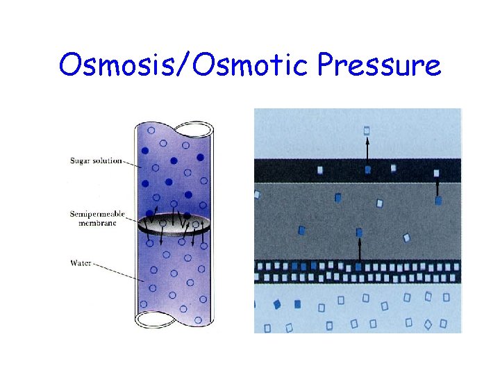 Osmosis/Osmotic Pressure 