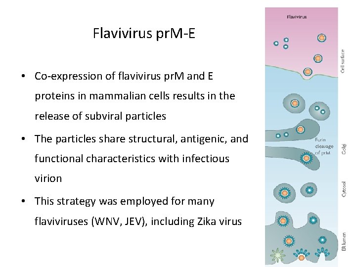 Flavivirus pr. M-E • Co-expression of flavivirus pr. M and E proteins in mammalian