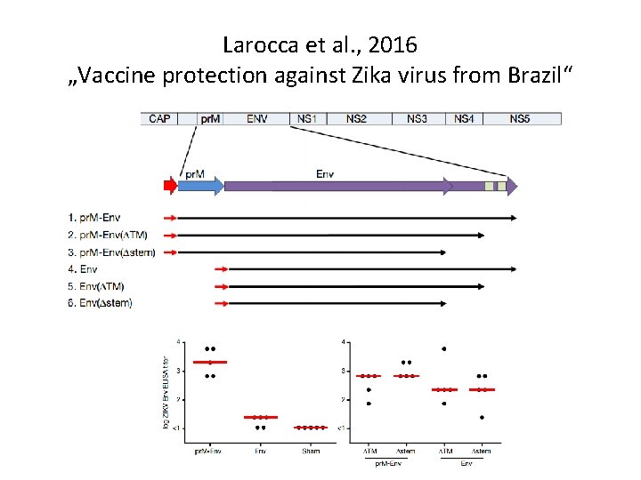 Larocca et al. , 2016 „Vaccine protection against Zika virus from Brazil“ Larocca et al. , 2016 „Vaccine protection against Zika virus from Brazil“