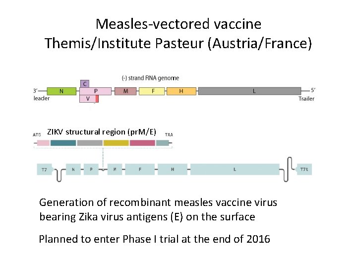 Measles-vectored vaccine Themis/Institute Pasteur (Austria/France) ZIKV structural region (pr. M/E) Generation of recombinant measles