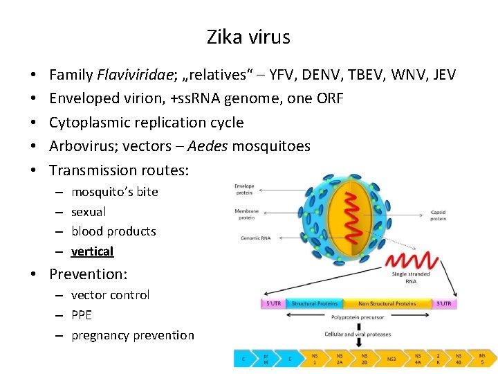Zika virus • • • Family Flaviviridae; „relatives“ – YFV, DENV, TBEV, WNV, JEV Zika virus • • • Family Flaviviridae; „relatives“ – YFV, DENV, TBEV, WNV, JEV