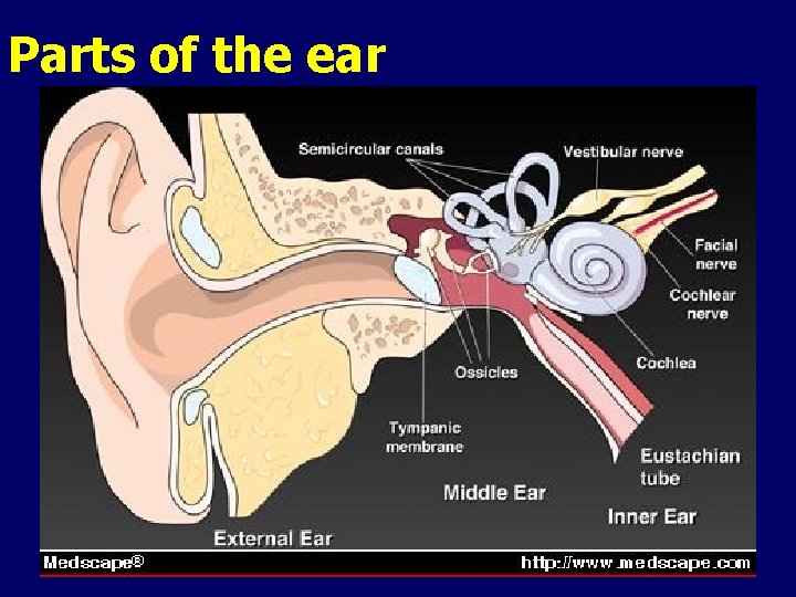 Parts of the ear 