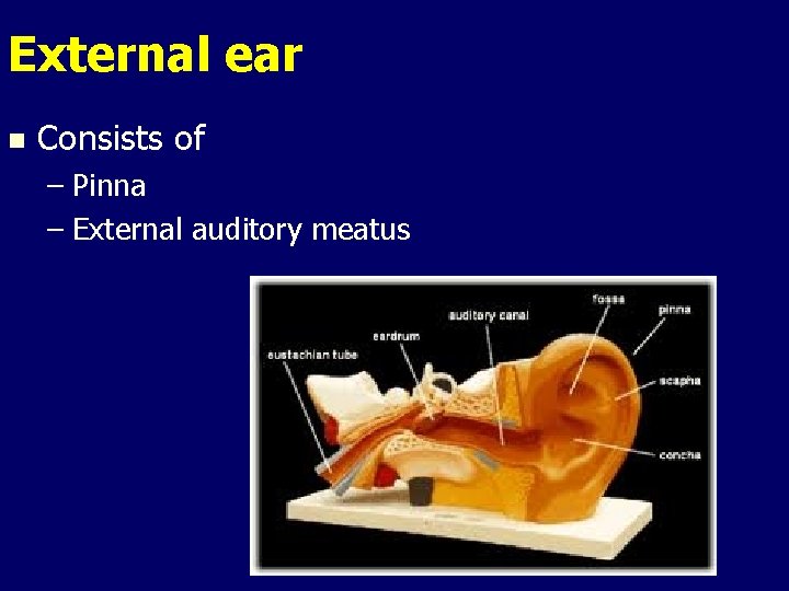 External ear n Consists of – Pinna – External auditory meatus 