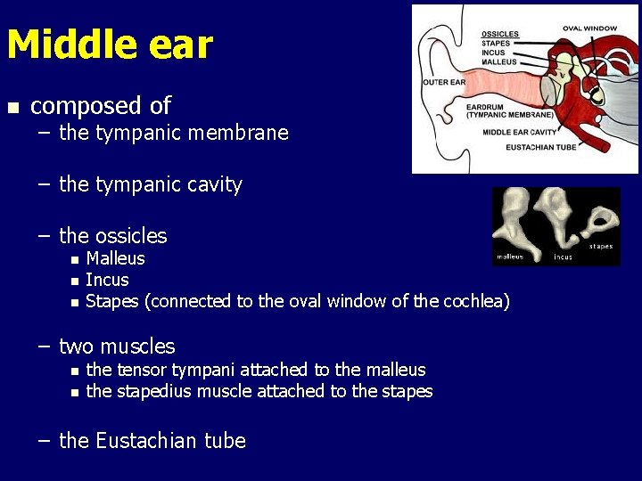 Middle ear n composed of – the tympanic membrane – the tympanic cavity –