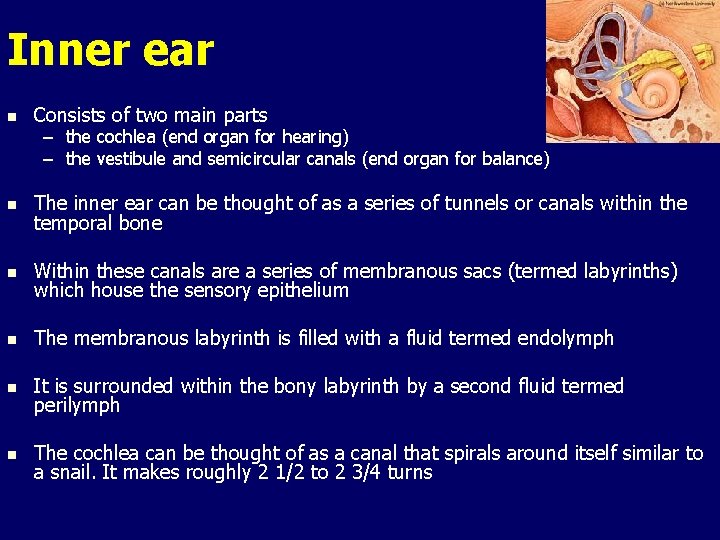 Inner ear n Consists of two main parts n The inner ear can be