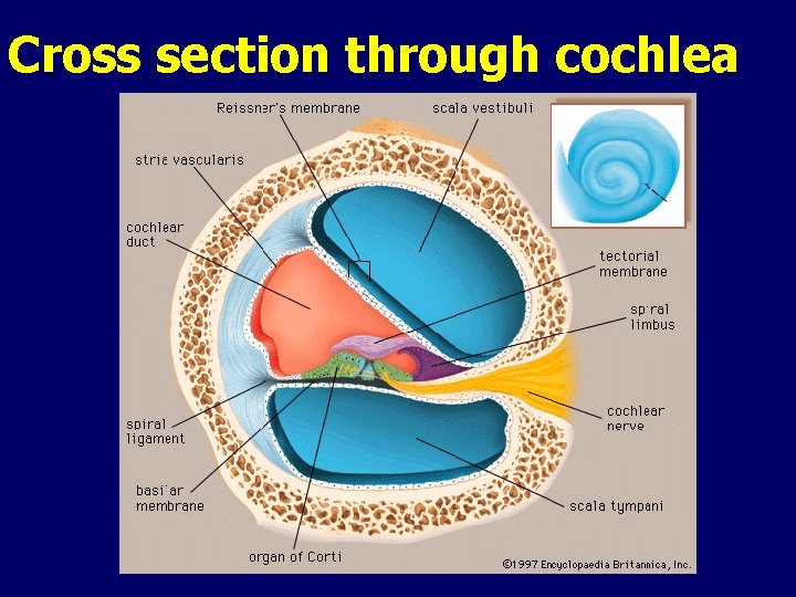 Cross section through cochlea 