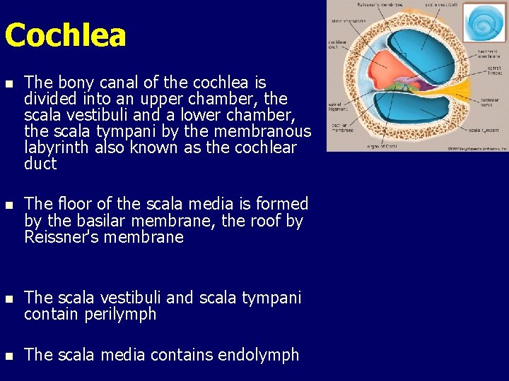 Cochlea n The bony canal of the cochlea is divided into an upper chamber,