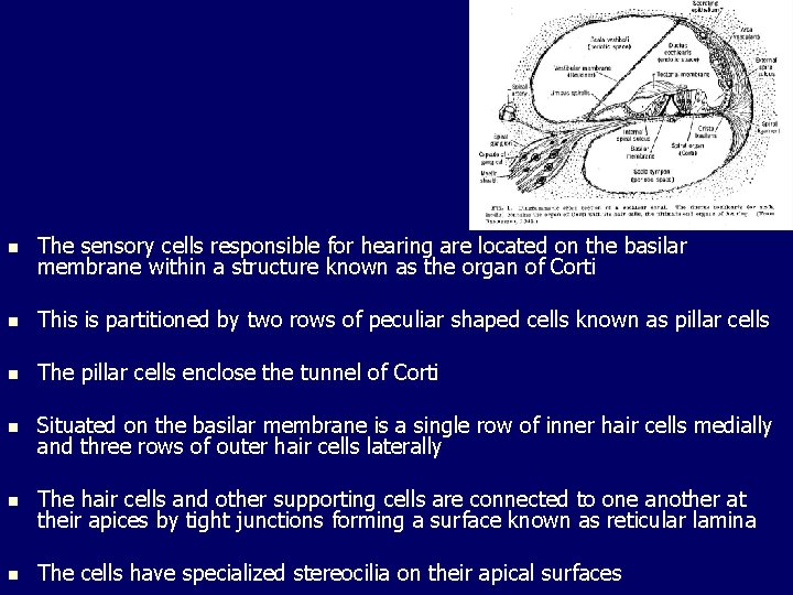 n The sensory cells responsible for hearing are located on the basilar membrane within