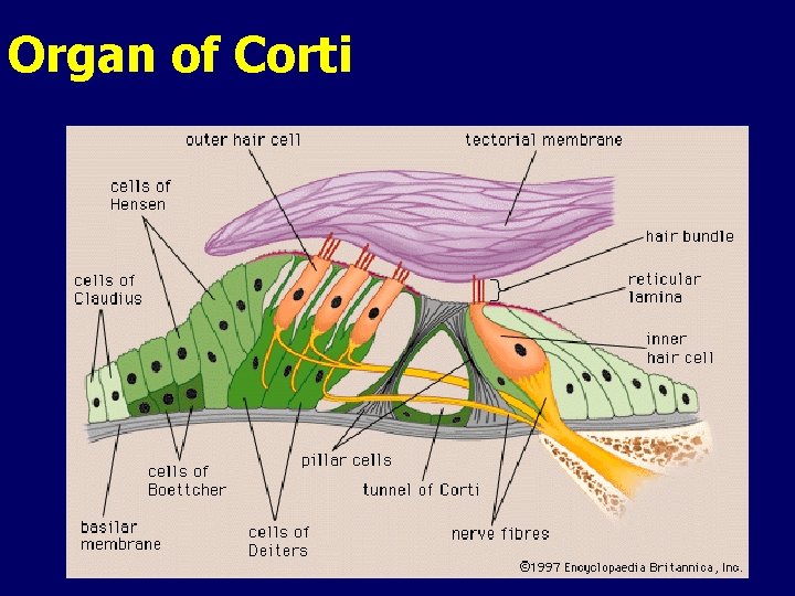 Organ of Corti 