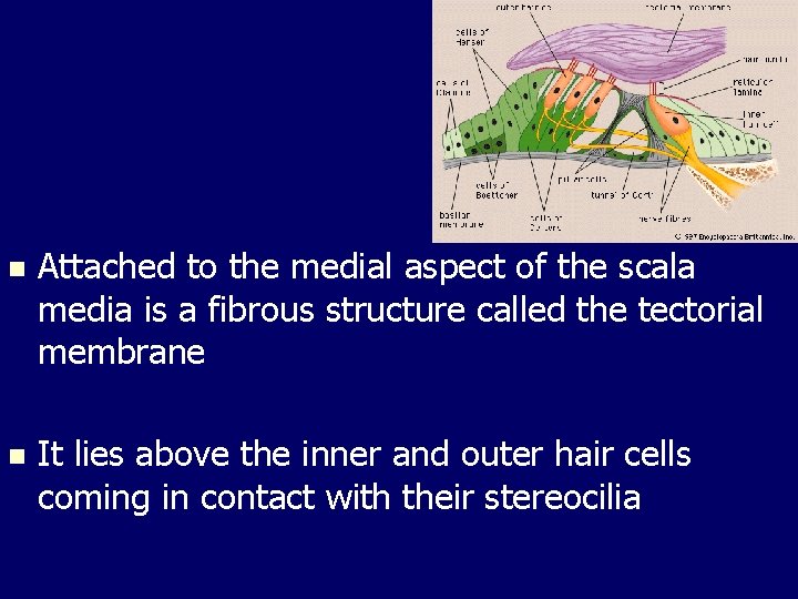 n Attached to the medial aspect of the scala media is a fibrous structure