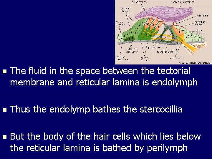 n The fluid in the space between the tectorial membrane and reticular lamina is