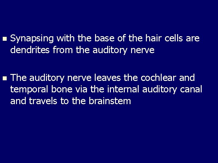 n Synapsing with the base of the hair cells are dendrites from the auditory