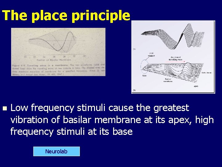 The place principle n Low frequency stimuli cause the greatest vibration of basilar membrane