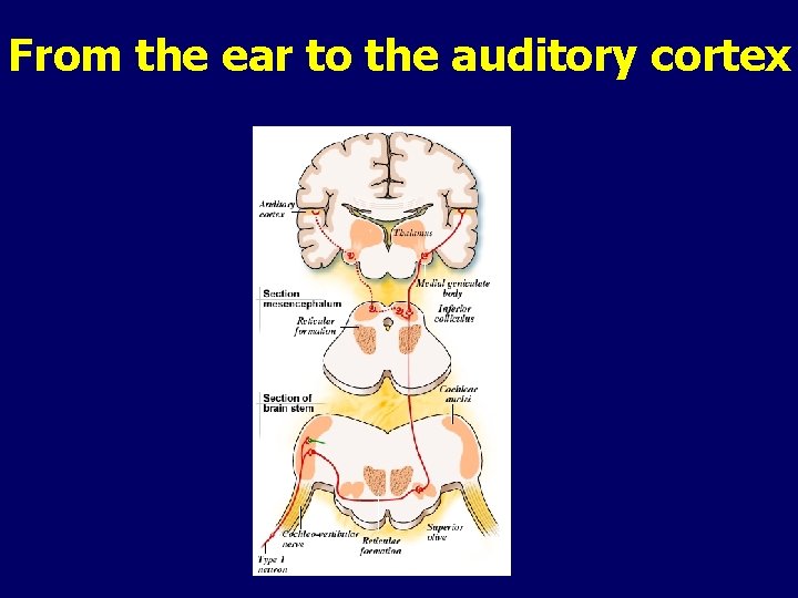 From the ear to the auditory cortex 
