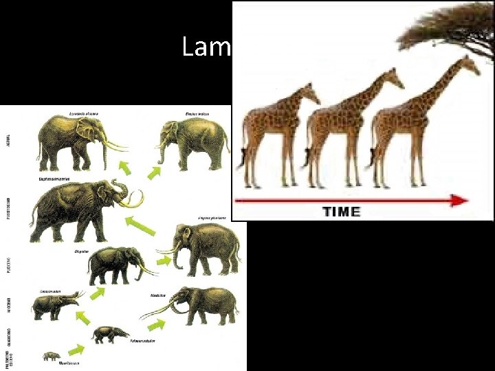 Lamarkism Lamarkism