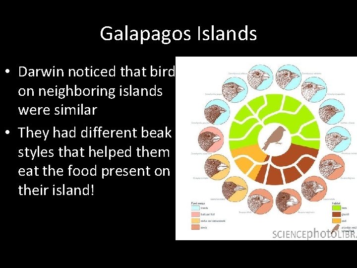 Galapagos Islands • Darwin noticed that birds on neighboring islands were similar • They Galapagos Islands • Darwin noticed that birds on neighboring islands were similar • They