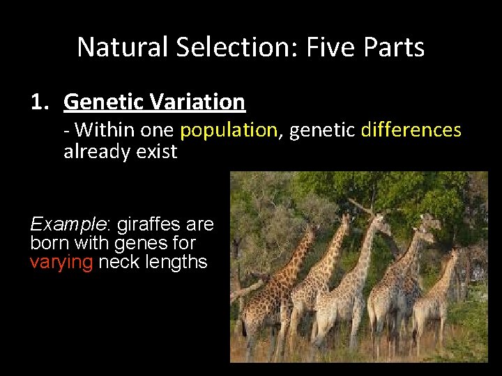 Natural Selection: Five Parts 1. Genetic Variation - Within one population, genetic differences already Natural Selection: Five Parts 1. Genetic Variation - Within one population, genetic differences already