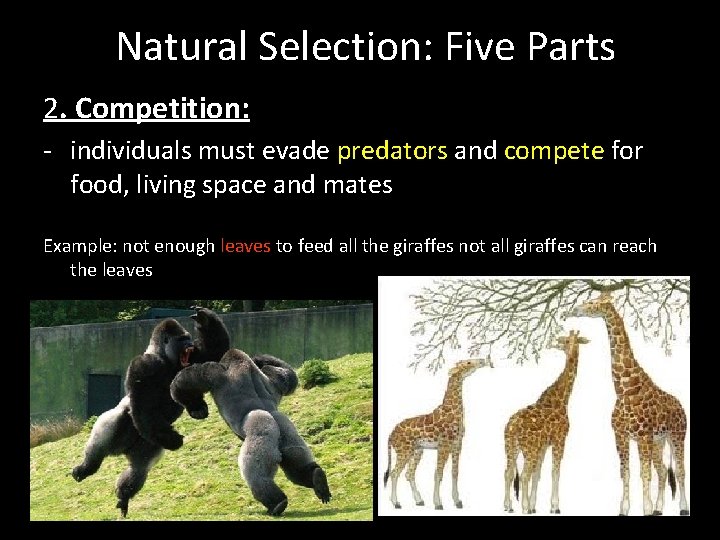 Natural Selection: Five Parts 2. Competition: - individuals must evade predators and compete for Natural Selection: Five Parts 2. Competition: - individuals must evade predators and compete for