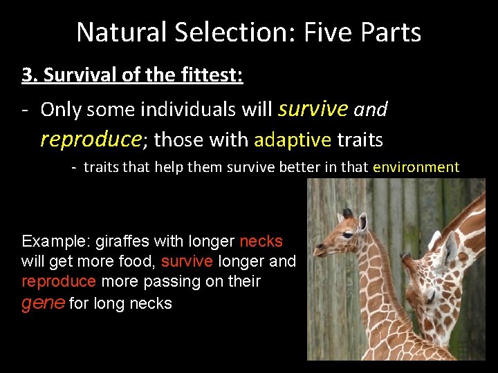 Natural Selection: Five Parts 3. Survival of the fittest: - Only some individuals will Natural Selection: Five Parts 3. Survival of the fittest: - Only some individuals will