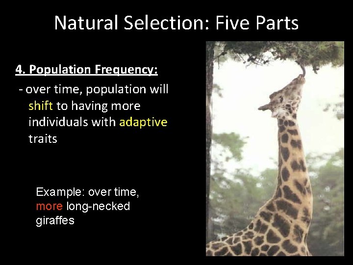 Natural Selection: Five Parts 4. Population Frequency: - over time, population will shift to Natural Selection: Five Parts 4. Population Frequency: - over time, population will shift to