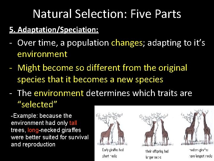 Natural Selection: Five Parts 5. Adaptation/Speciation: - Over time, a population changes; adapting to Natural Selection: Five Parts 5. Adaptation/Speciation: - Over time, a population changes; adapting to