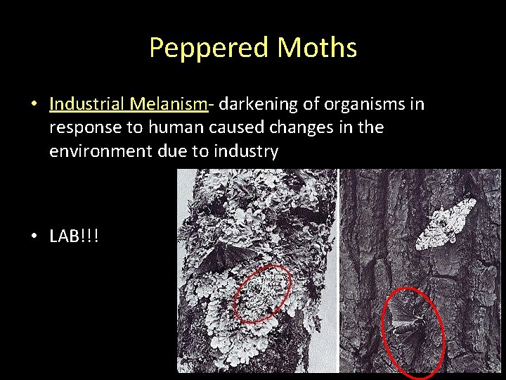 Peppered Moths • Industrial Melanism- darkening of organisms in response to human caused changes Peppered Moths • Industrial Melanism- darkening of organisms in response to human caused changes