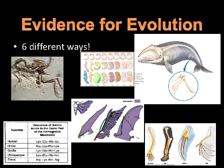 Evidence for Evolution • 6 different ways! Evidence for Evolution • 6 different ways!
