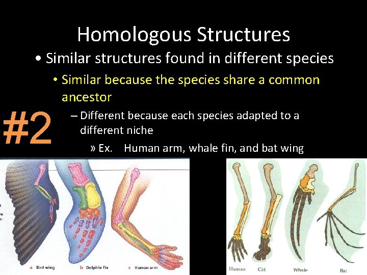 Homologous Structures • Similar structures found in different species • Similar because the species Homologous Structures • Similar structures found in different species • Similar because the species