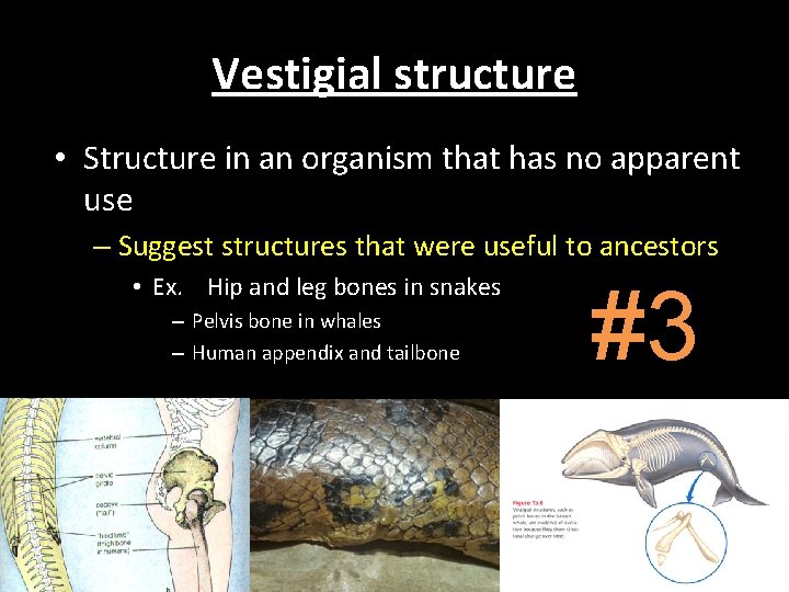 Vestigial structure • Structure in an organism that has no apparent use – Suggest Vestigial structure • Structure in an organism that has no apparent use – Suggest