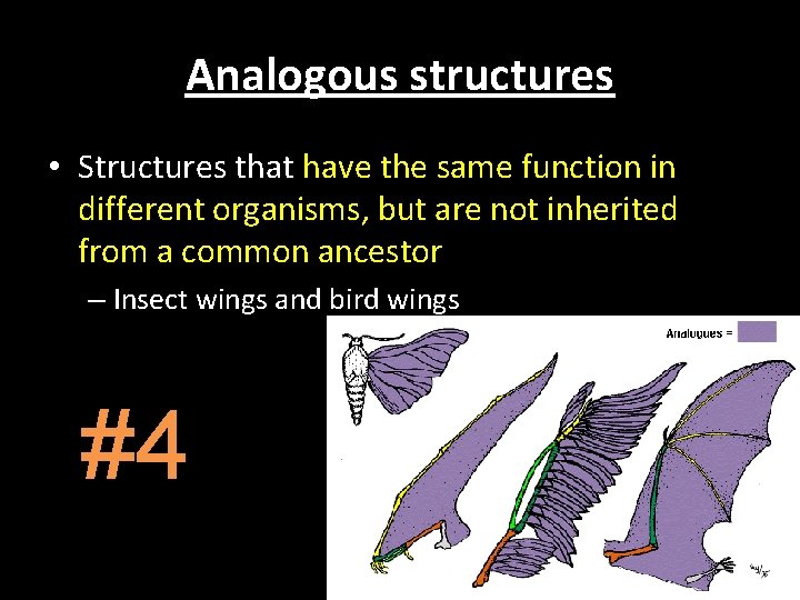 Analogous structures • Structures that have the same function in different organisms, but are Analogous structures • Structures that have the same function in different organisms, but are