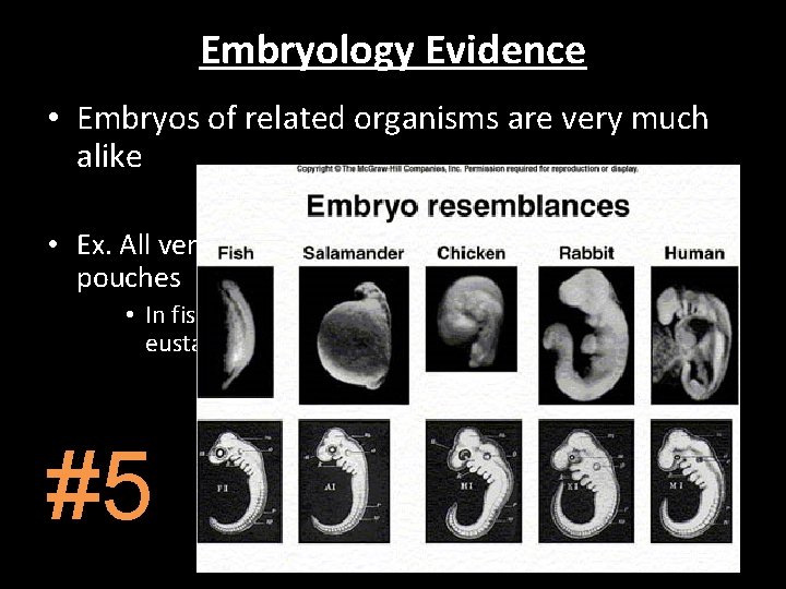 Embryology Evidence • Embryos of related organisms are very much alike • Ex. All Embryology Evidence • Embryos of related organisms are very much alike • Ex. All