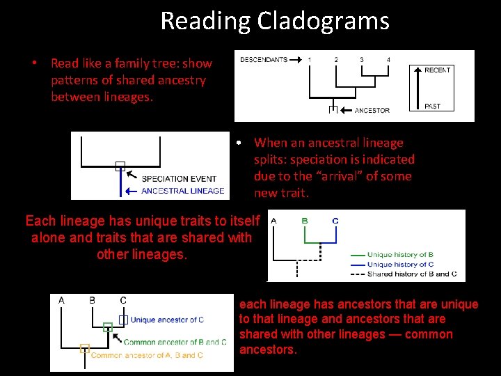 Reading Cladograms • Read like a family tree: show patterns of shared ancestry between Reading Cladograms • Read like a family tree: show patterns of shared ancestry between