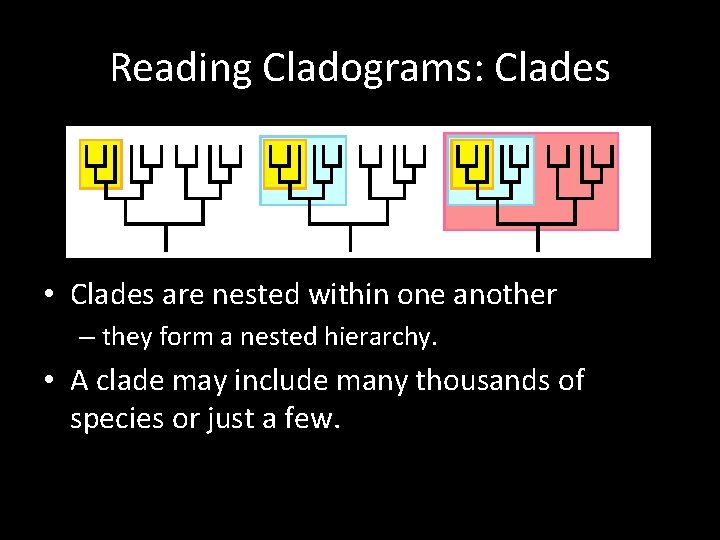 Reading Cladograms: Clades • Clades are nested within one another – they form a Reading Cladograms: Clades • Clades are nested within one another – they form a