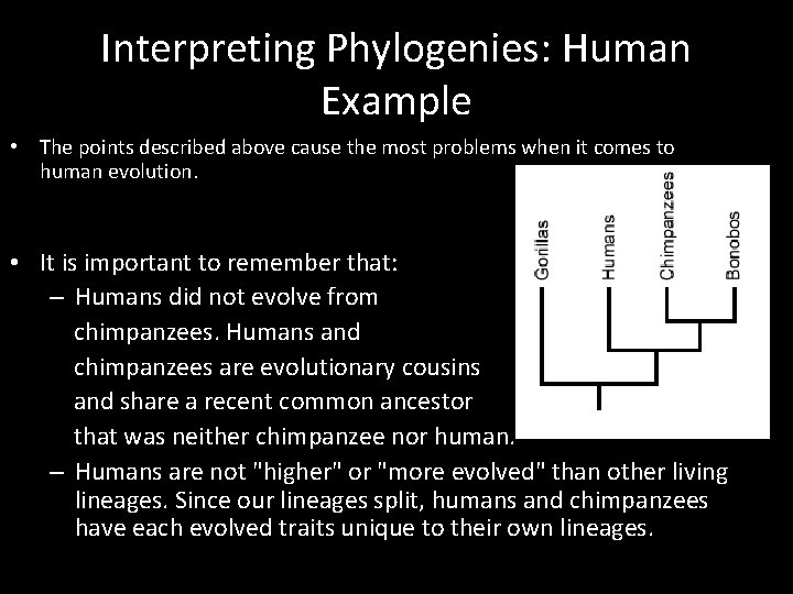 Interpreting Phylogenies: Human Example • The points described above cause the most problems when Interpreting Phylogenies: Human Example • The points described above cause the most problems when