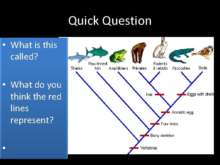 Quick Question • What is this called? • What do you think the red Quick Question • What is this called? • What do you think the red