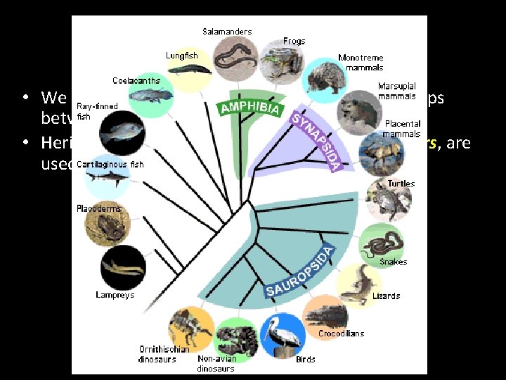 Creation of Cladograms • We seek to find the simplest branching relationships between organisms Creation of Cladograms • We seek to find the simplest branching relationships between organisms