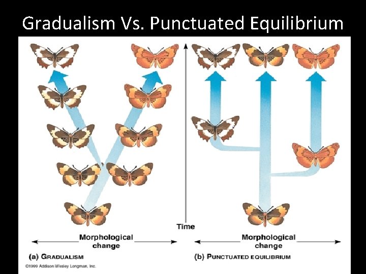 Gradualism Vs. Punctuated Equilibrium Gradualism Vs. Punctuated Equilibrium