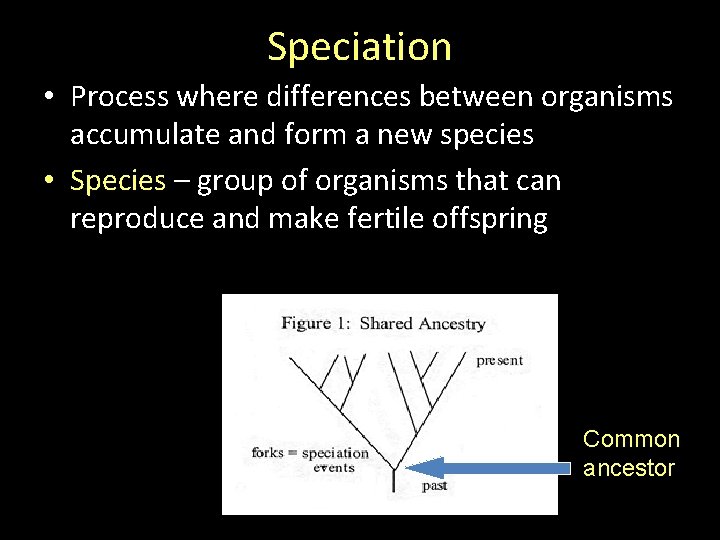 Speciation • Process where differences between organisms accumulate and form a new species • Speciation • Process where differences between organisms accumulate and form a new species •