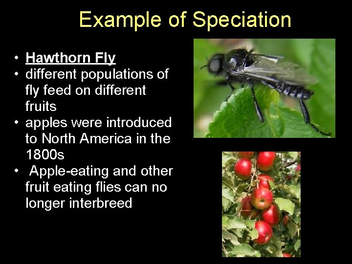 Example of Speciation • Hawthorn Fly • different populations of fly feed on different Example of Speciation • Hawthorn Fly • different populations of fly feed on different