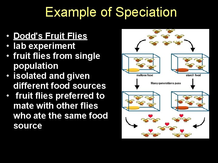 Example of Speciation • Dodd's Fruit Flies • lab experiment • fruit flies from Example of Speciation • Dodd's Fruit Flies • lab experiment • fruit flies from