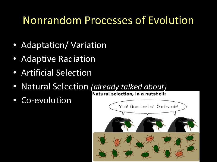 Nonrandom Processes of Evolution • • • Adaptation/ Variation Adaptive Radiation Artificial Selection Natural Nonrandom Processes of Evolution • • • Adaptation/ Variation Adaptive Radiation Artificial Selection Natural