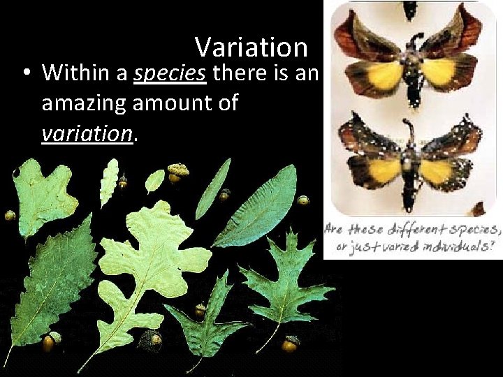 Variation • Within a species there is an amazing amount of variation. Variation • Within a species there is an amazing amount of variation.