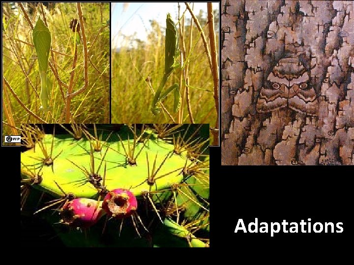 Adaptations Adaptations