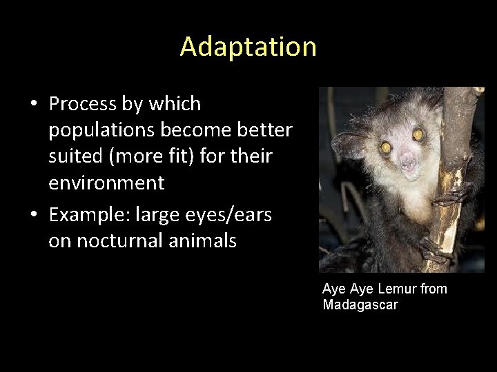 Adaptation • Process by which populations become better suited (more fit) for their environment Adaptation • Process by which populations become better suited (more fit) for their environment